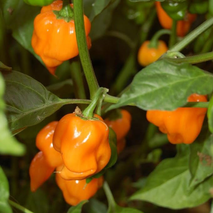 Habanero Pepper – Hot Orange