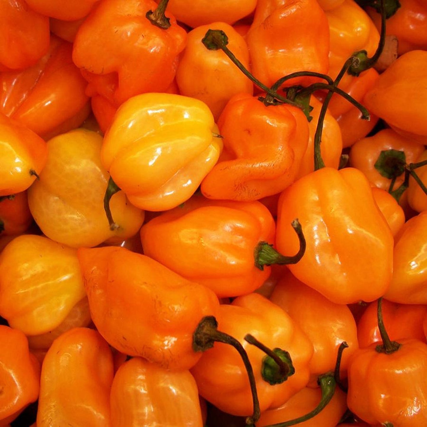 Habanero Pepper – Hot Orange