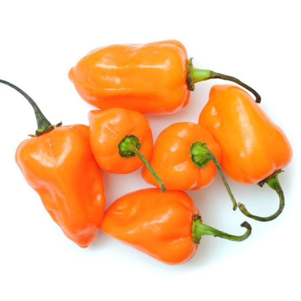 Habanero Pepper – Hot Orange