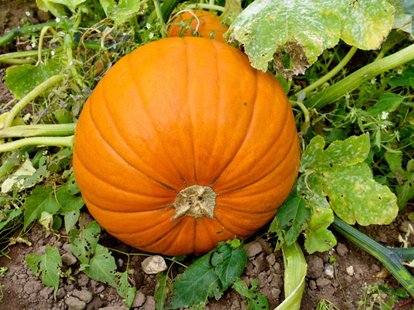 Pumpkin Seeds – Yellow