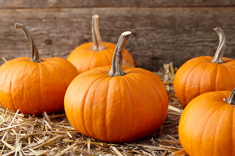 Pumpkin Seeds – Yellow