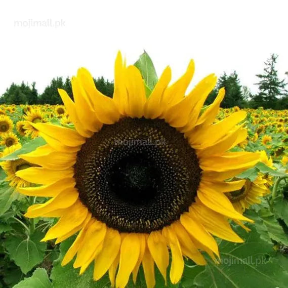 Helianthus Golden – 10 Seeds-Moji Mall