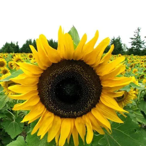 Helianthus Golden – 10 Seeds-Moji Mall