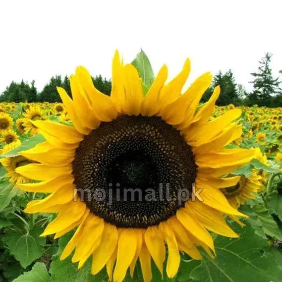 A golden-yellow sunflower with a dark centre in a field, pictured for Helianthus Golden seeds from Moji Mall in Pakistan.
