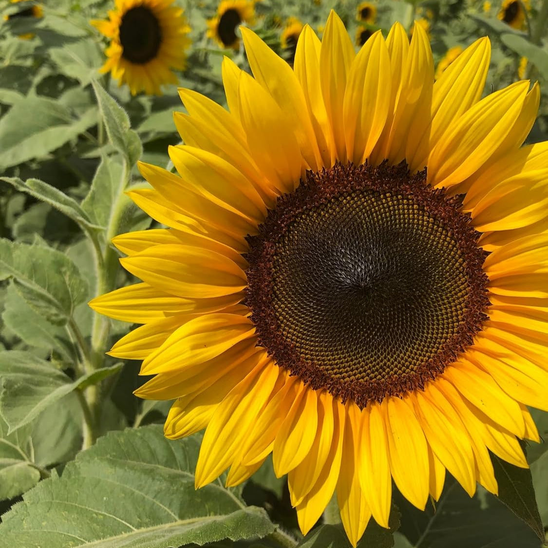 Helianthus (Golden) Seeds