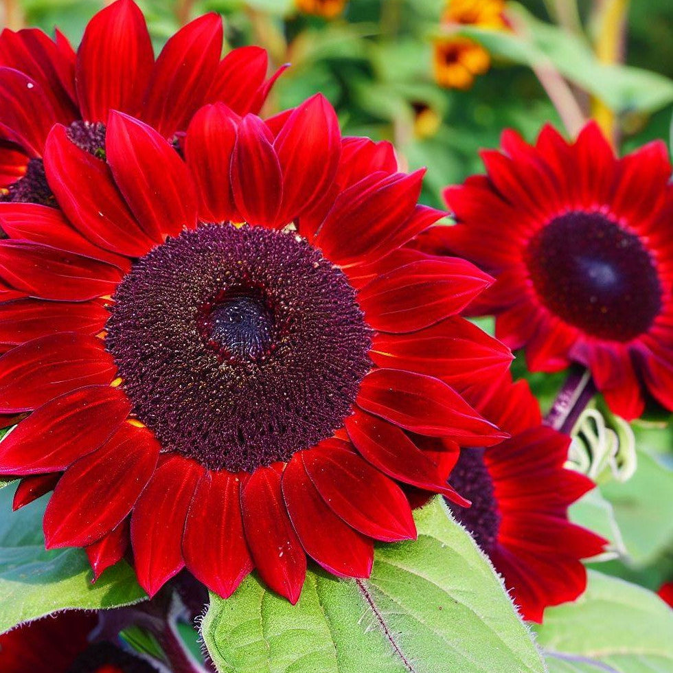 Helianthus (Red and Brown) - Seeds