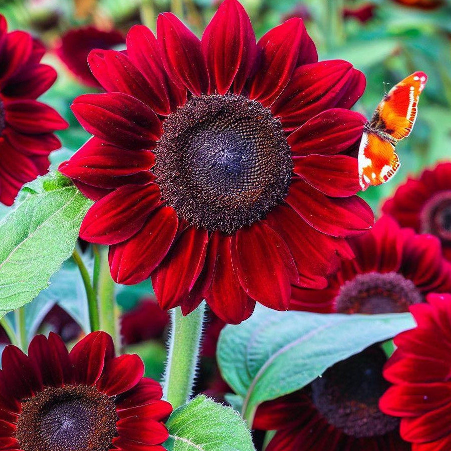 Helianthus (Red and Brown) - Seeds