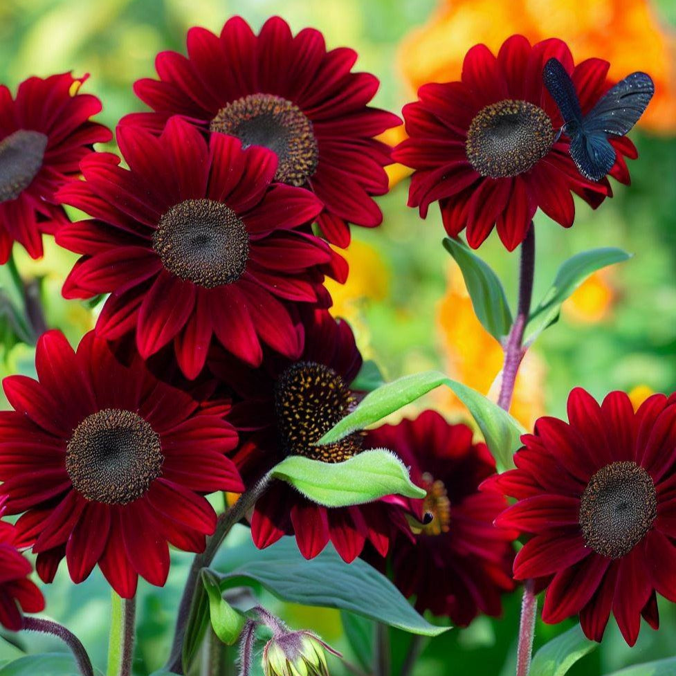 Helianthus (Red and Brown) - Seeds