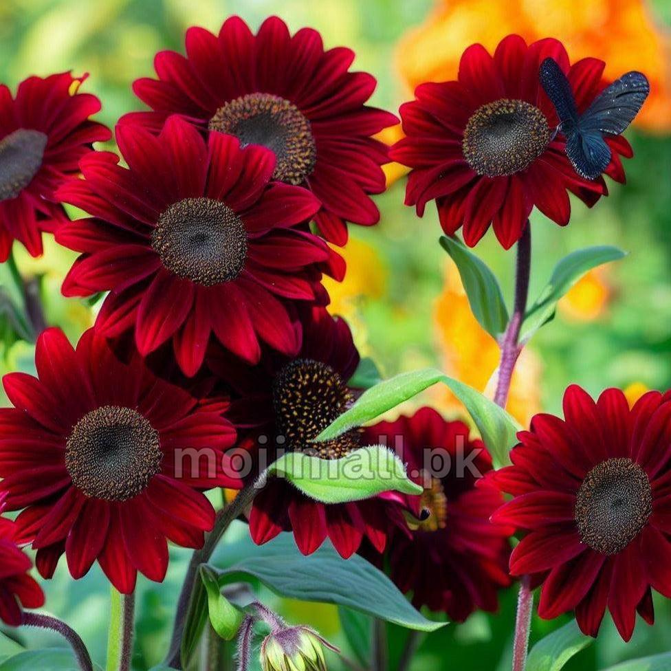 Helianthus (Red and Brown) - Seeds-Moji Mall