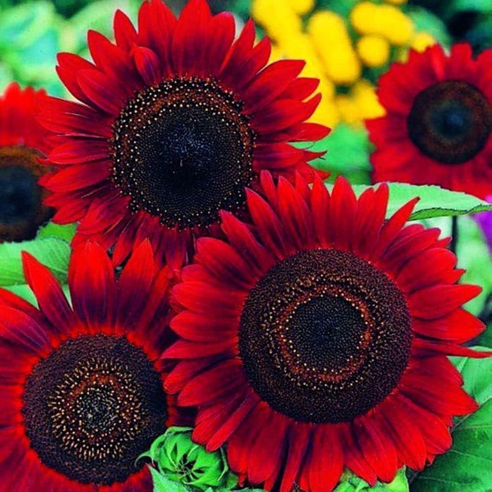 Helianthus (Red and Brown) - Seeds-Moji Mall