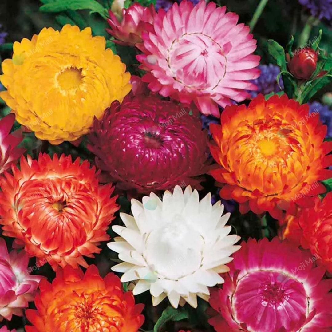 Helichrysum (گل کاغذ) – 50+ Seeds (WINTER)-Moji Mall