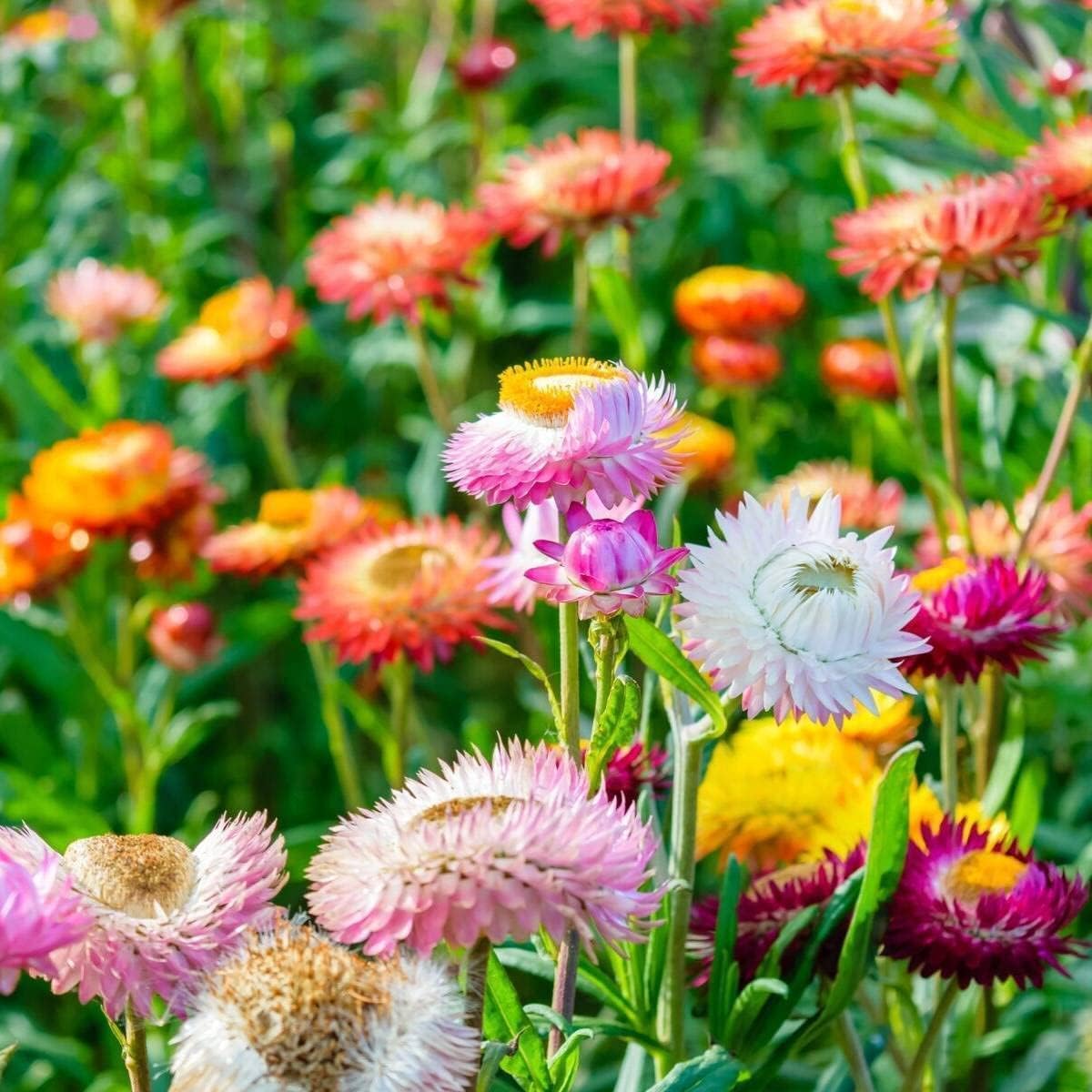 Helichrysum (گل کاغذ) – 50+ Seeds