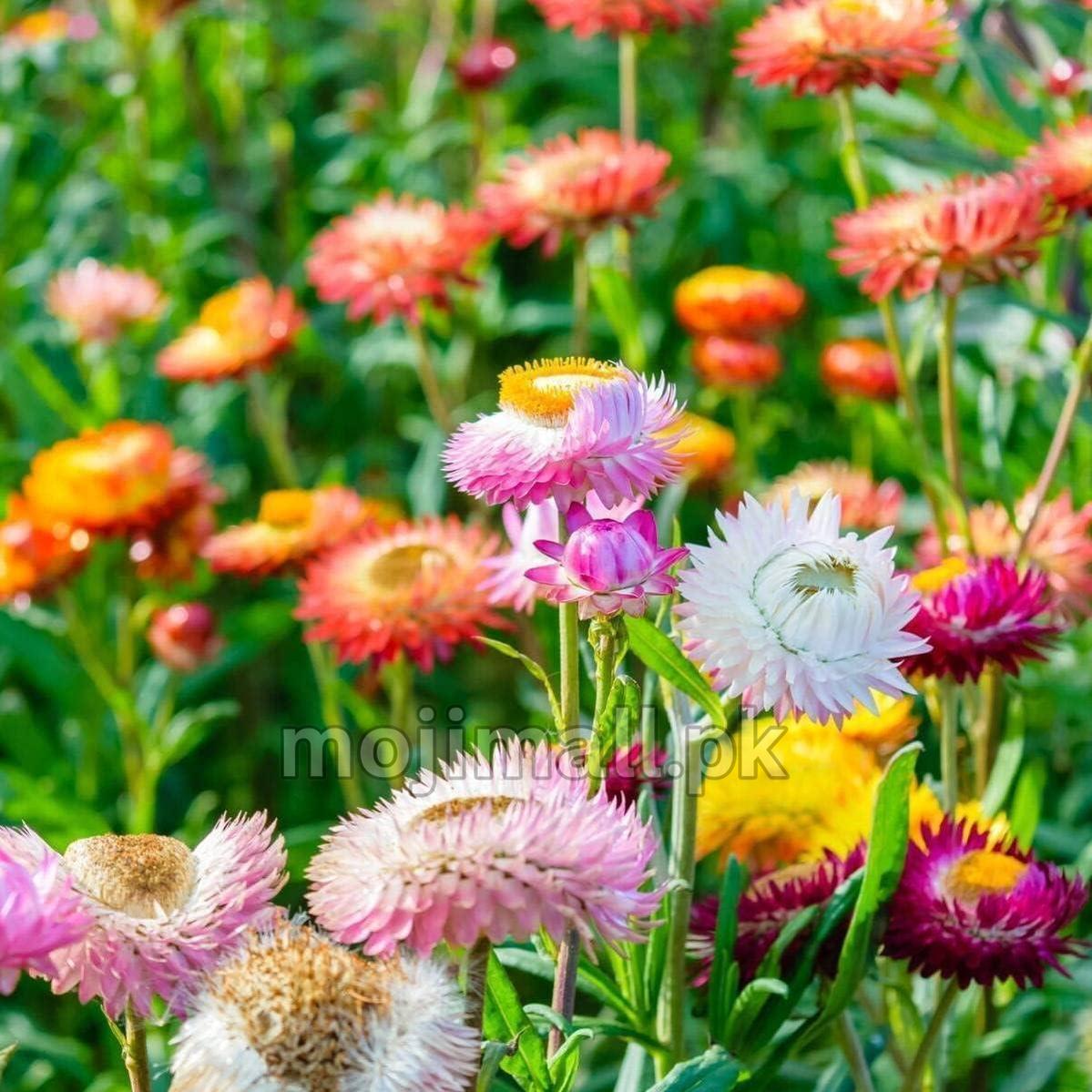 Helichrysum (گل کاغذ) – 50+ Seeds (WINTER)-Moji Mall