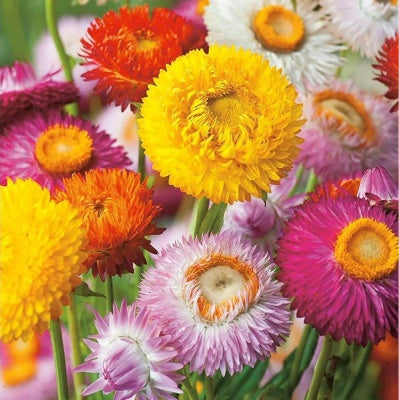Helichrysum (گل کاغذ) – 50+ Seeds
