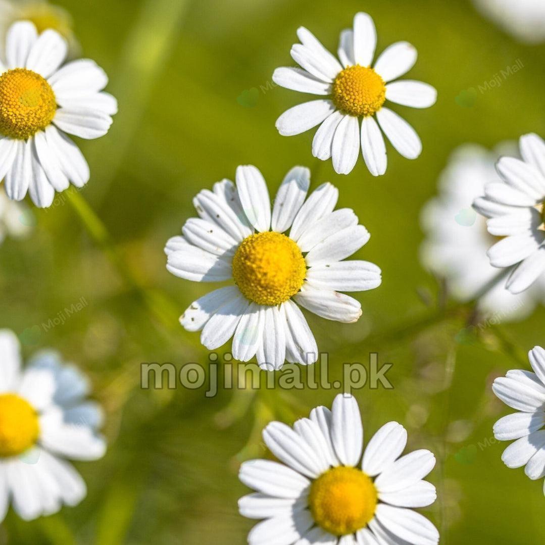 Chamomile (گل بابونه) – 100+ Seeds-Moji Mall