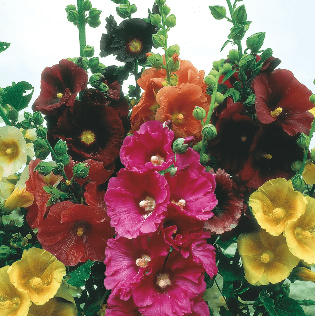 Hollyhock (گل خیرا) Mixed - 30+ Seeds (WINTER)