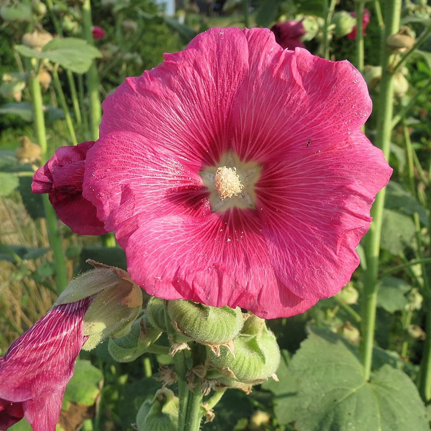 Hollyhock (گل خیرا) Mixed - 30+ Seeds (WINTER)