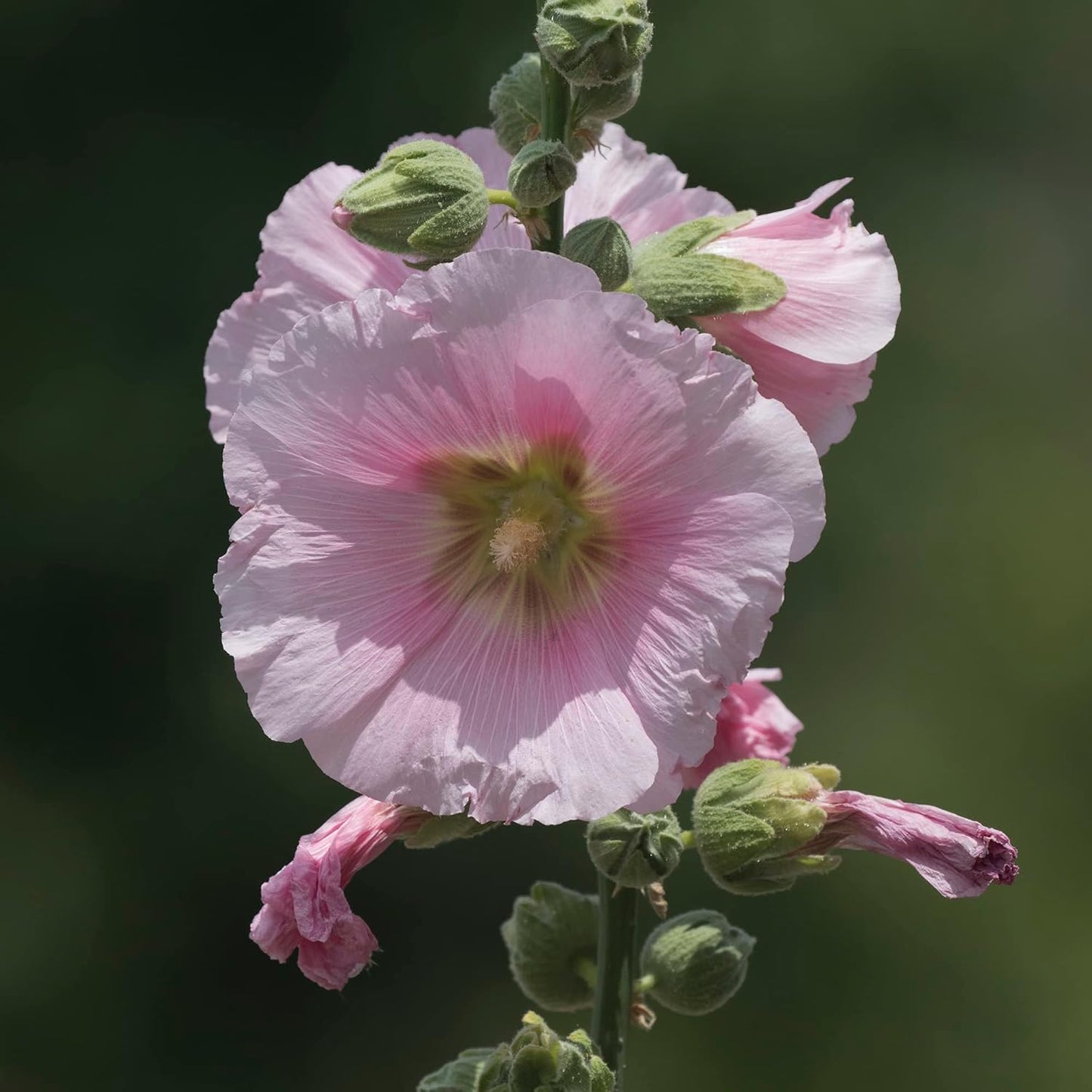 Hollyhock (گل خیرا) Mixed - 30+ Seeds (WINTER)