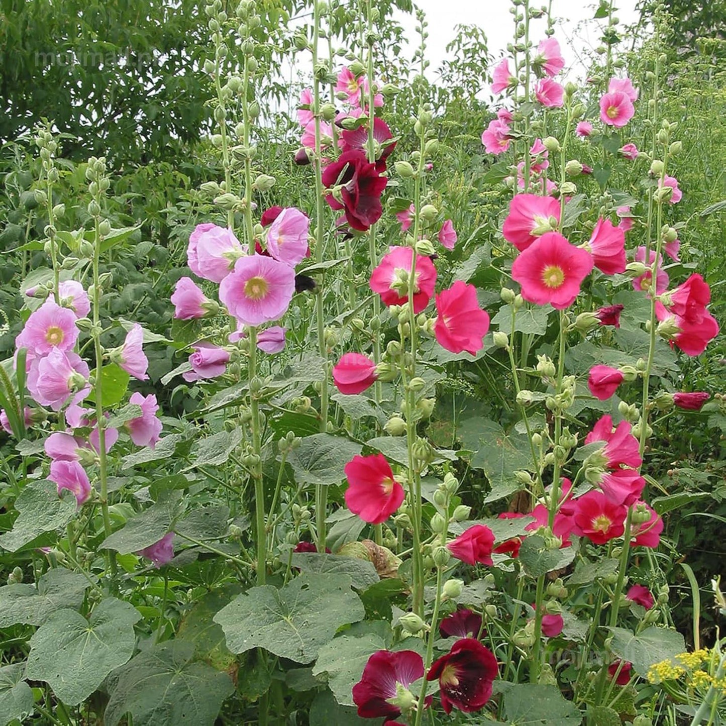 Hollyhock Mix (گل خیرا) – 30+ Seeds (WINTER)-Moji Mall