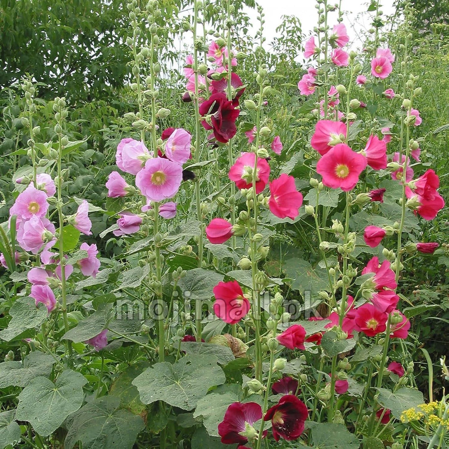Hollyhock Mix (گل خیرا) – 30+ Seeds (WINTER)-Moji Mall
