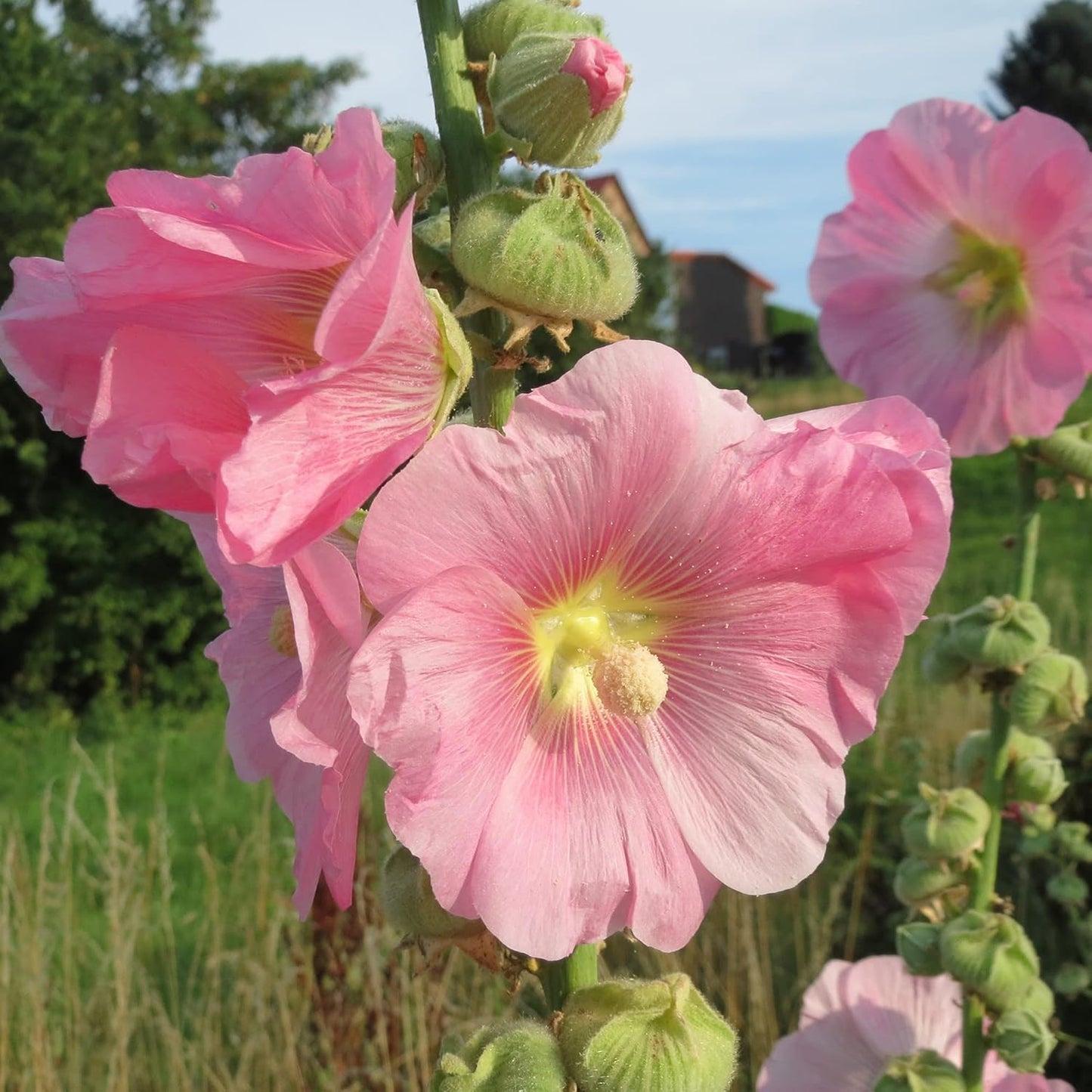 Hollyhock (گل خیرا) Mixed - 30+ Seeds (WINTER)