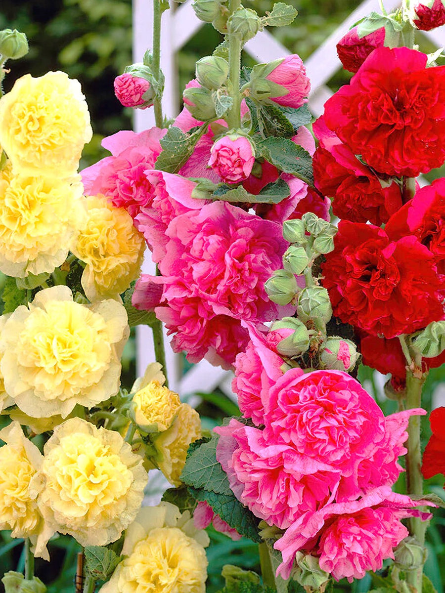 Colorful Hollyhock double flowers including yellow, pink, and red in a garden setting.
