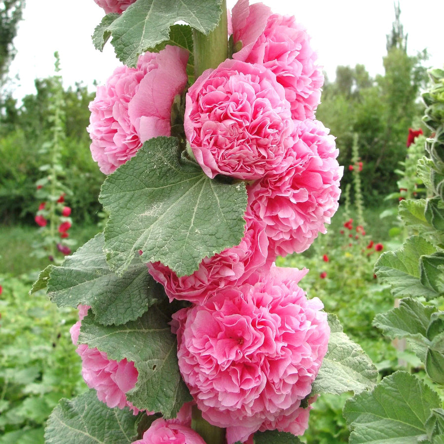 Pink Hollyhock double flowers with green leaves in a garden setting