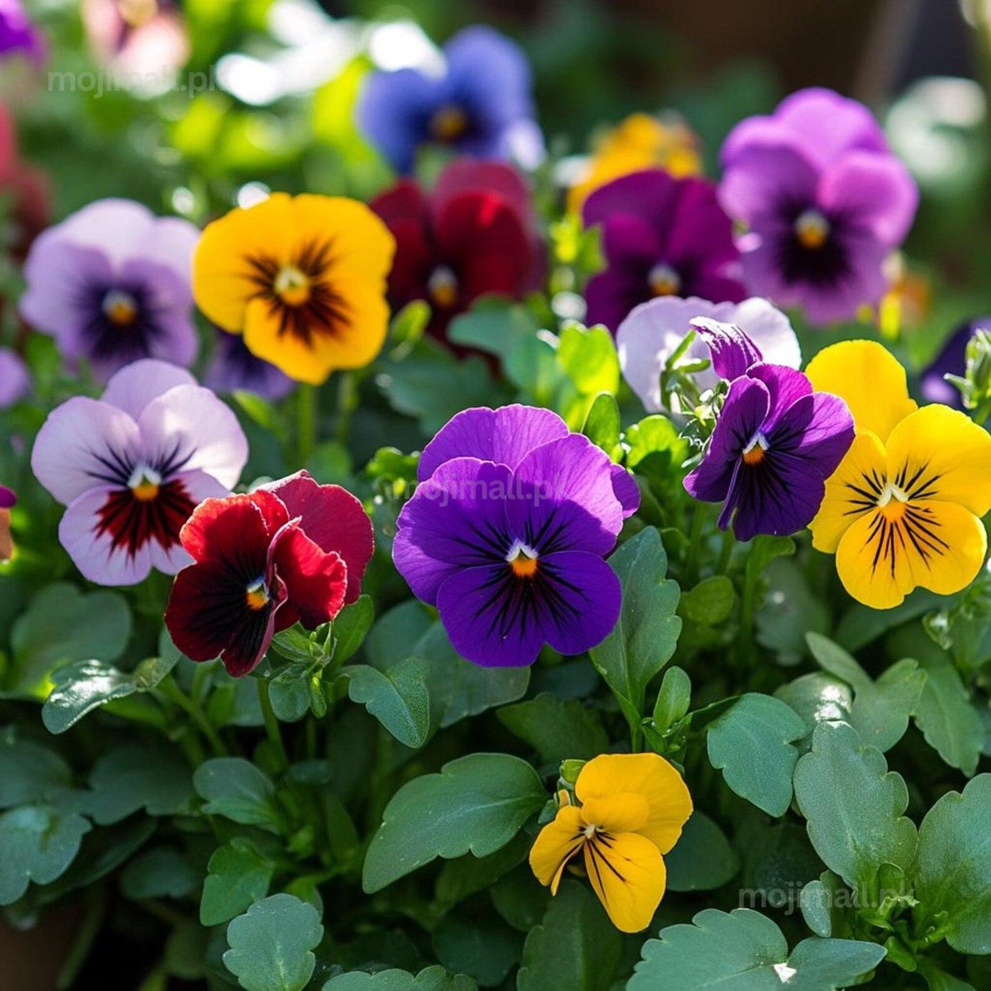 Colorful pansies with purple, yellow, and red flowers in a garden setting.