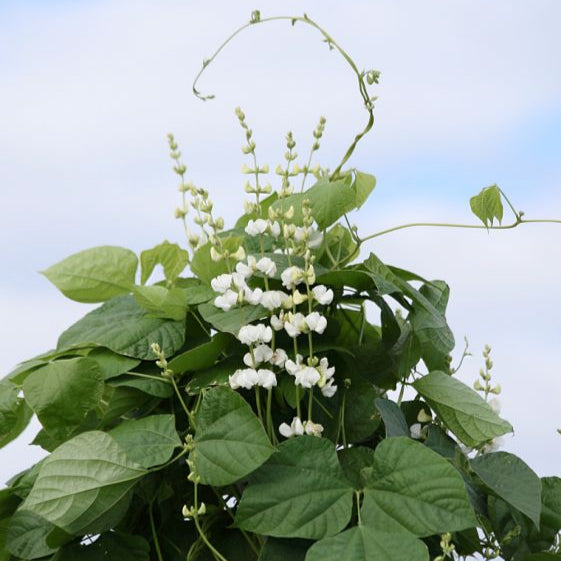 Hyacinth (White) Bean Vine - 10 Seeds