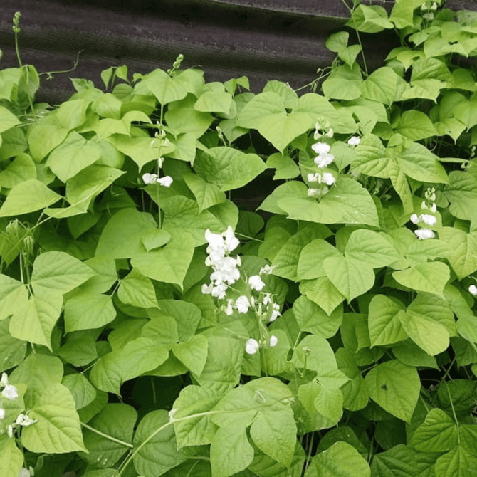 Hyacinth (White) Bean Vine - 10 Seeds