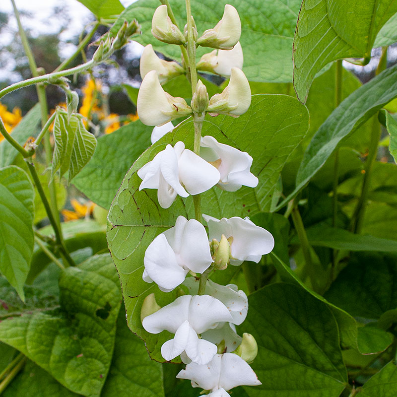 Hyacinth (White) Bean Vine - 10 Seeds