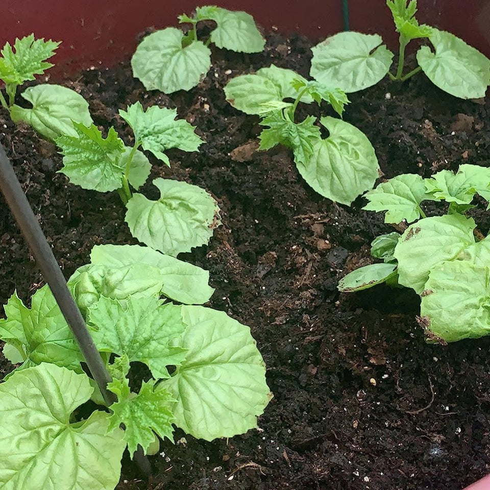 Bitter Gourd (دیسی کریلے کے بیج) – 20+ Seeds