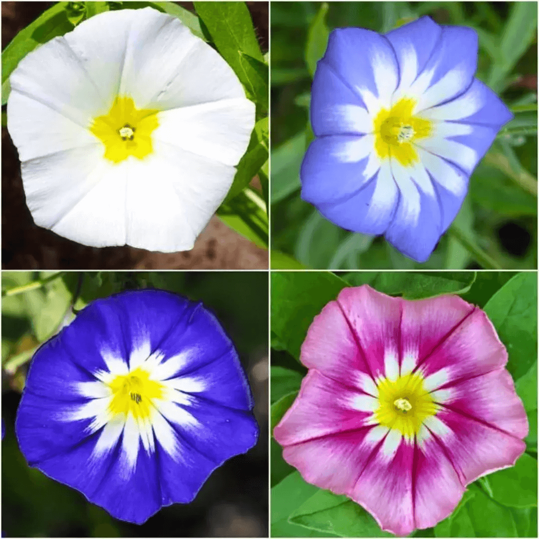 Convolvulus Minor Tricolour – 50+ Seeds (SUMMER)