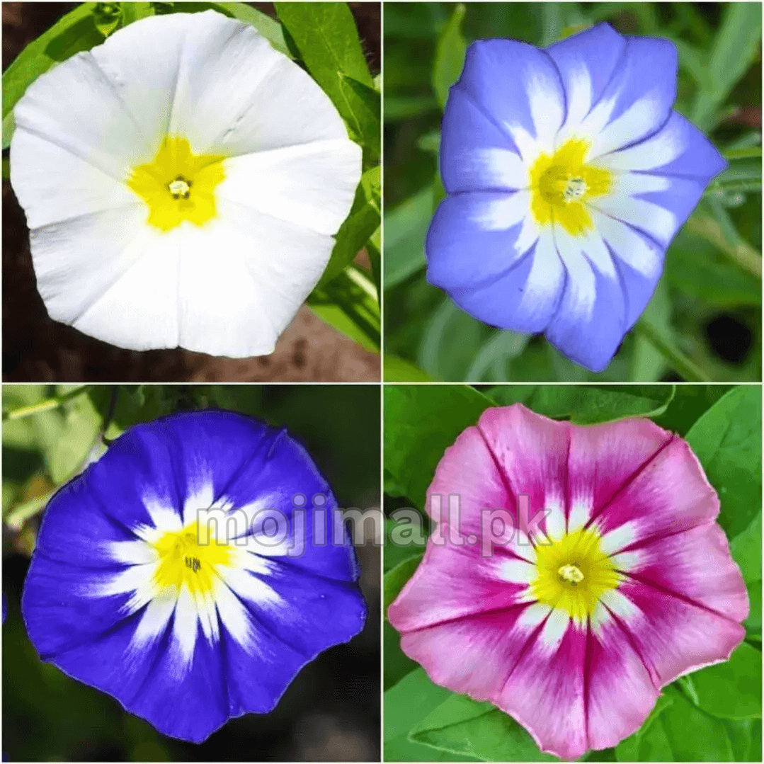 Four flower portraits illustrate Convolvulus Minor Tricolour seeds in Moji Mall’s Pakistan listing, with white, blue and pink petals
