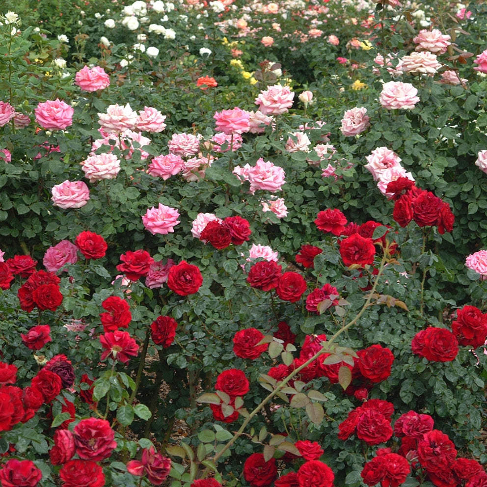 Rose Care – Fertilizer
