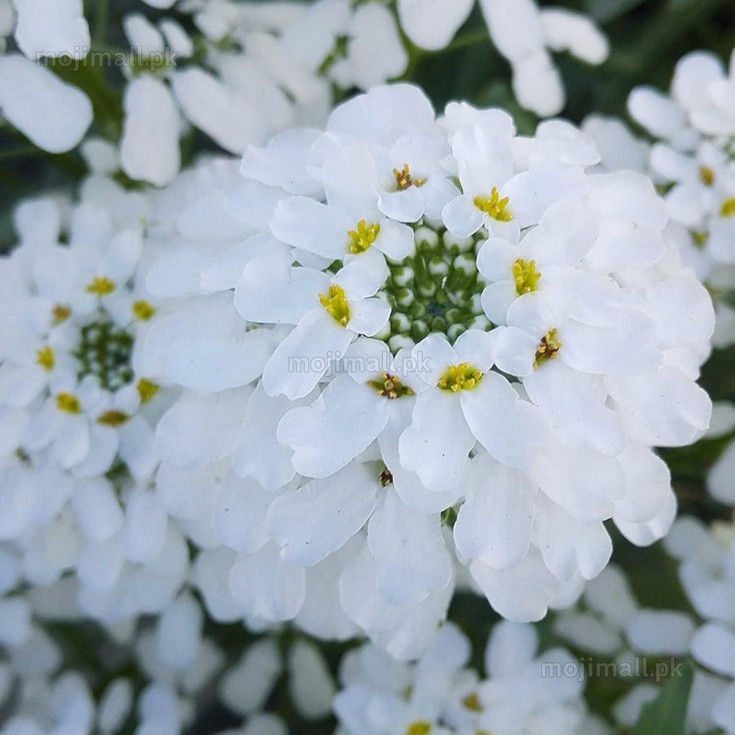 Candytuft Mix – 35+ Seeds-Moji Mall