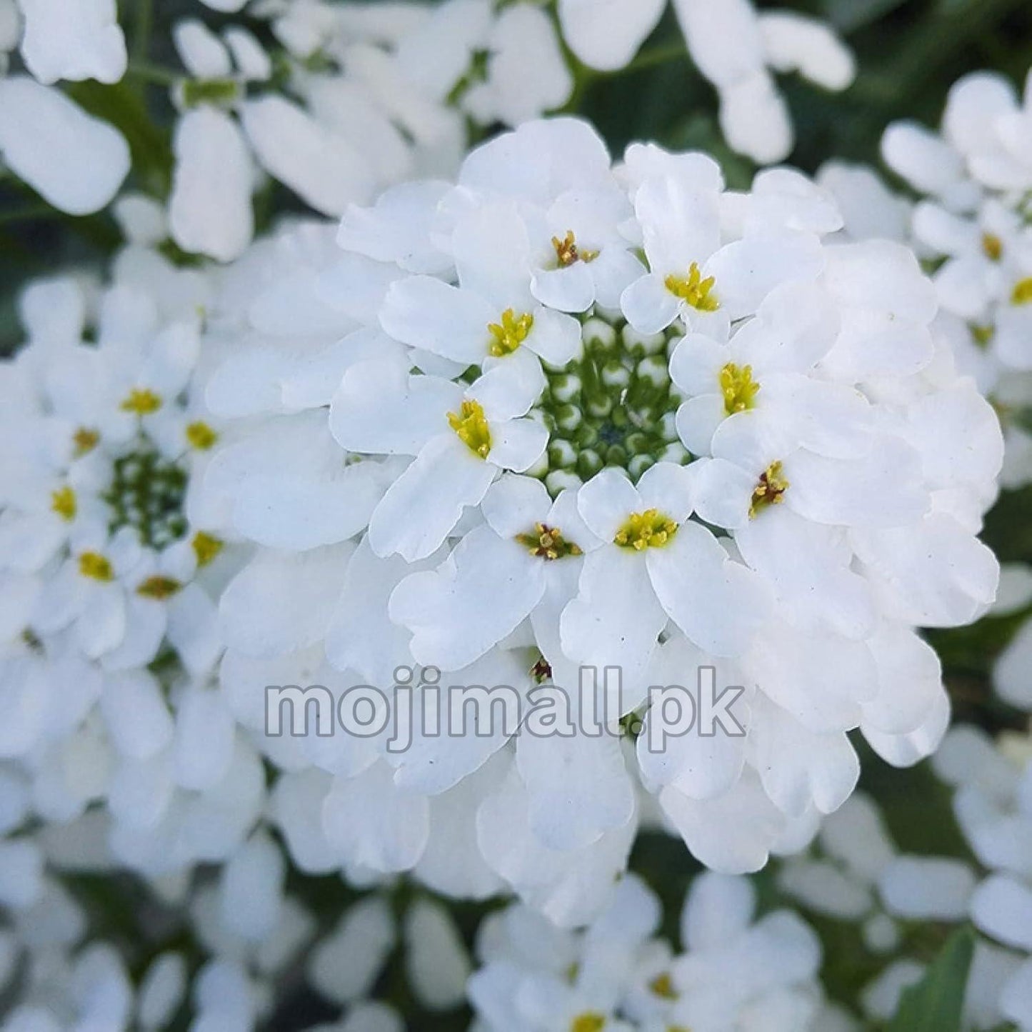 Candytuft Mix – 35+ Seeds-Moji Mall
