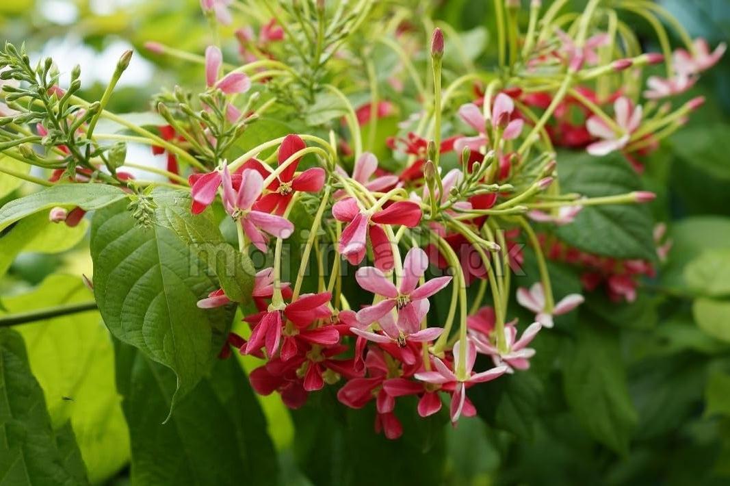 Pink flowers with green leaves on a blurred natural background