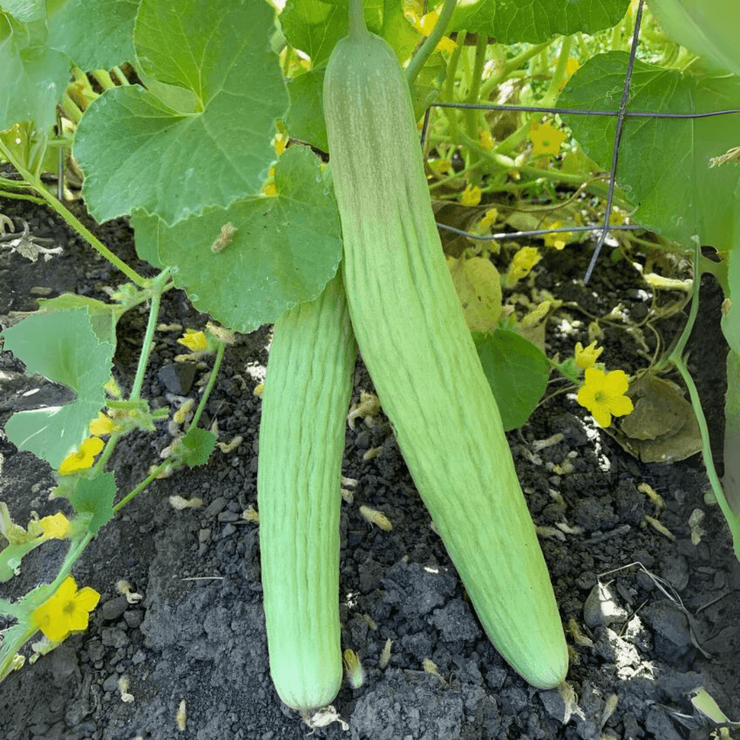 Kakri – F1 Hybrid 15+ Seeds
