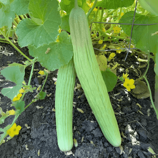 Kakri – F1 Hybrid 15+ Seeds