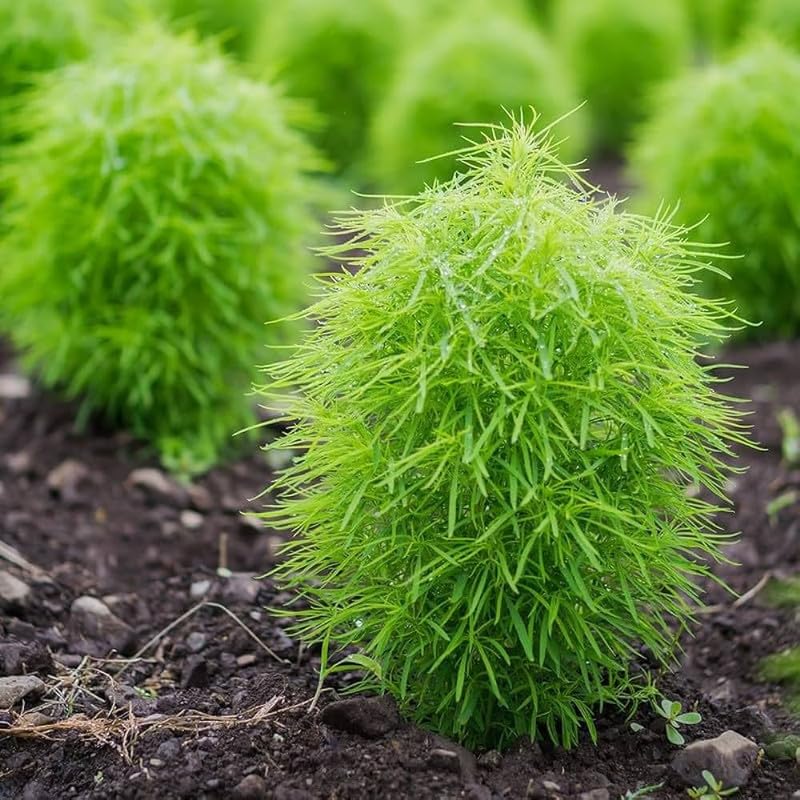 Kochia (کوچیا) - 300+ Seeds