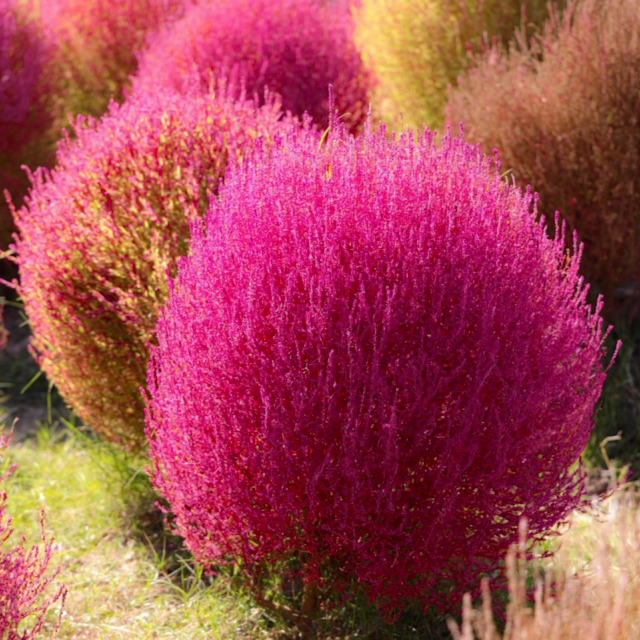 Kochia – Burning Bush 150+ Seeds (SUMMER)