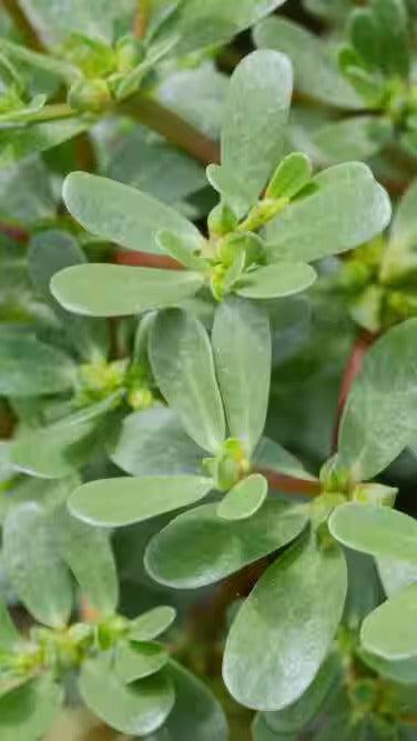 Kulfa Saag – 1500+ Seeds-Moji Mall