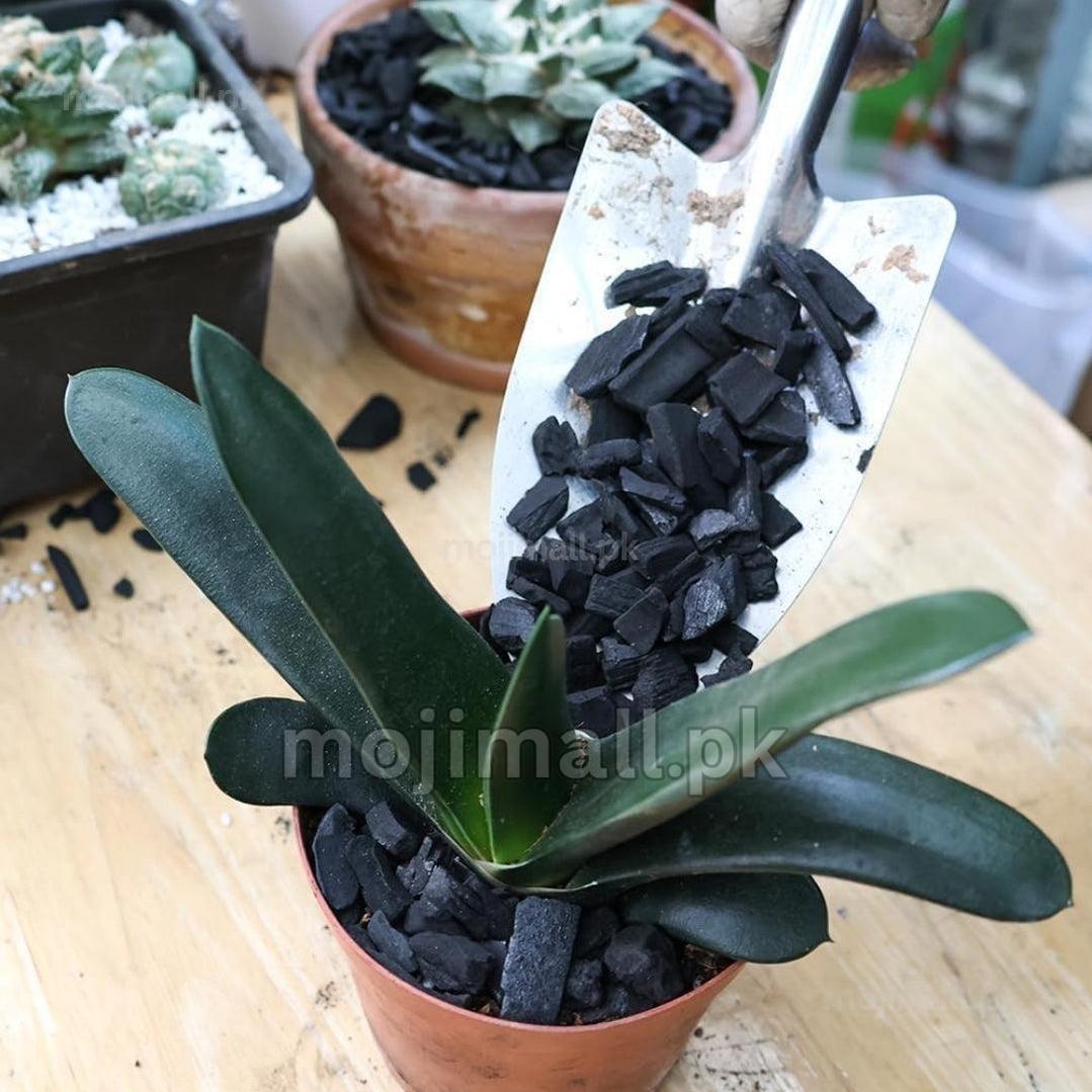 Coal Chips