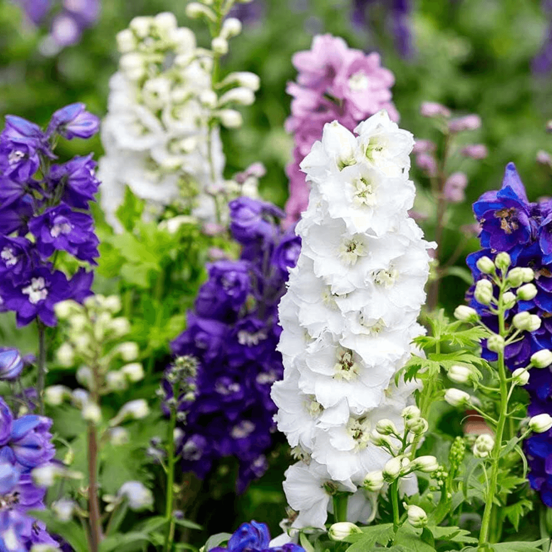 Larkspur (گل نا فرمان) – 50+ Seeds