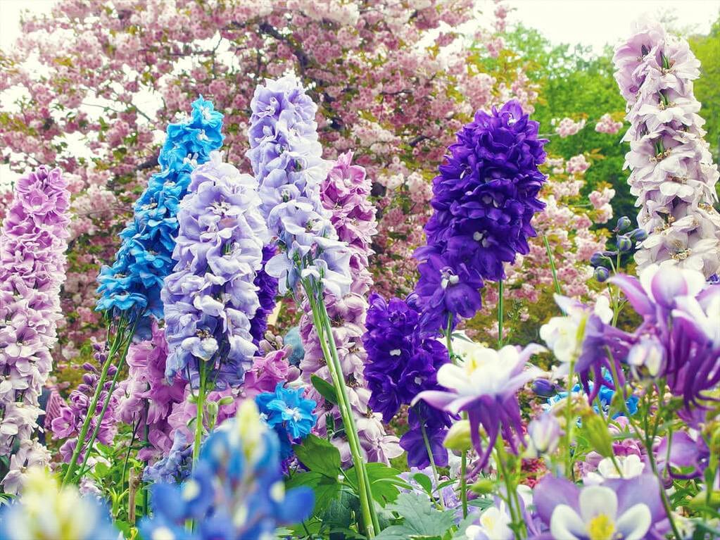 Larkspur (گل نا فرمان) – 50+ Seeds-Moji Mall