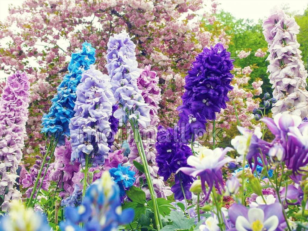 Larkspur (گل نا فرمان) – 50+ Seeds-Moji Mall