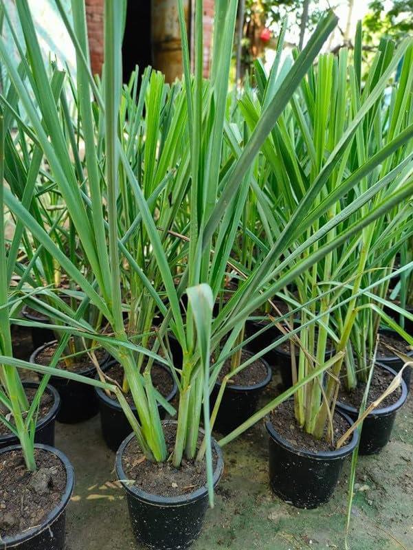 Lemongrass (سبز قہوہ) - Live Plant 🪴