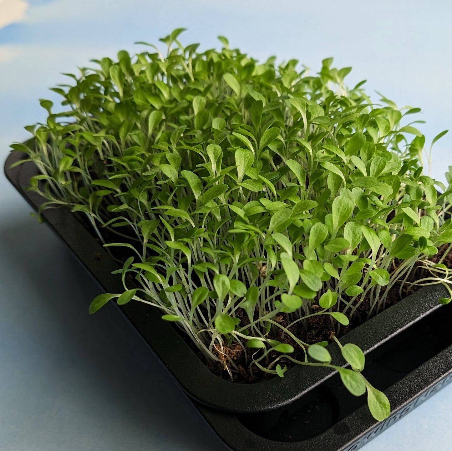 Lettuce: Microgreens Seeds