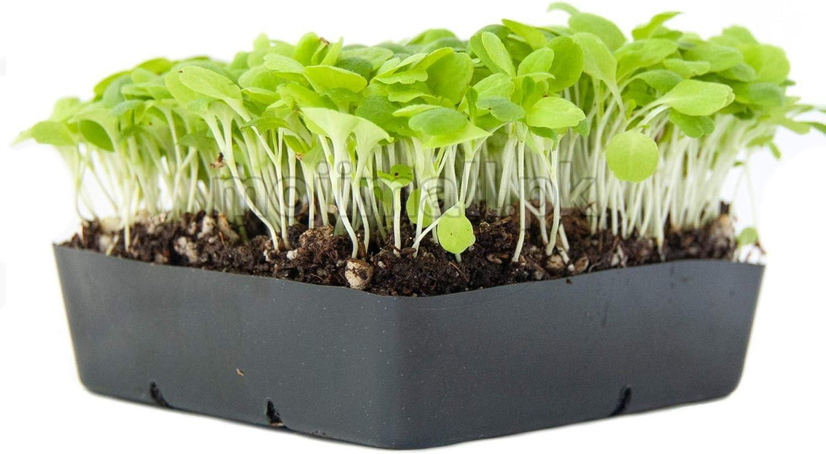 Moji Mall setup with baby lettuce greens